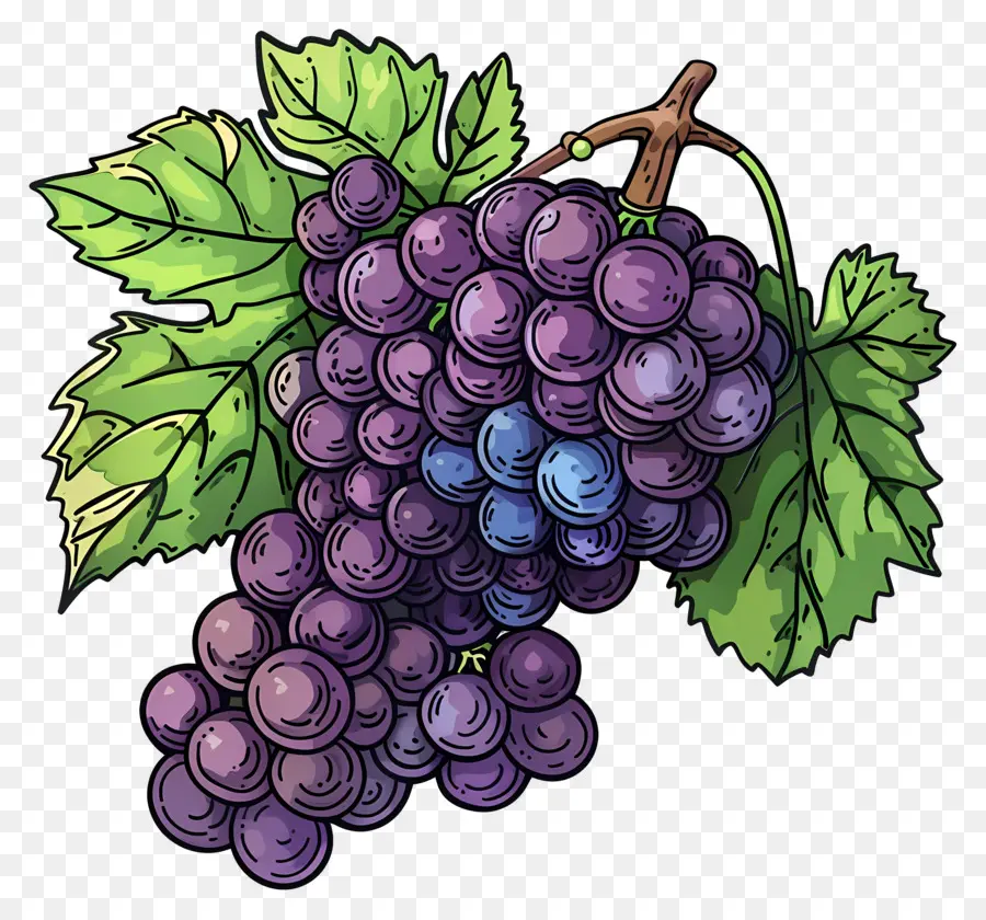 Raisins，Raisins Violets PNG