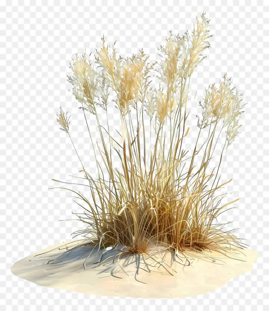 Herbe Sèche，Herbe Sablonneuse PNG