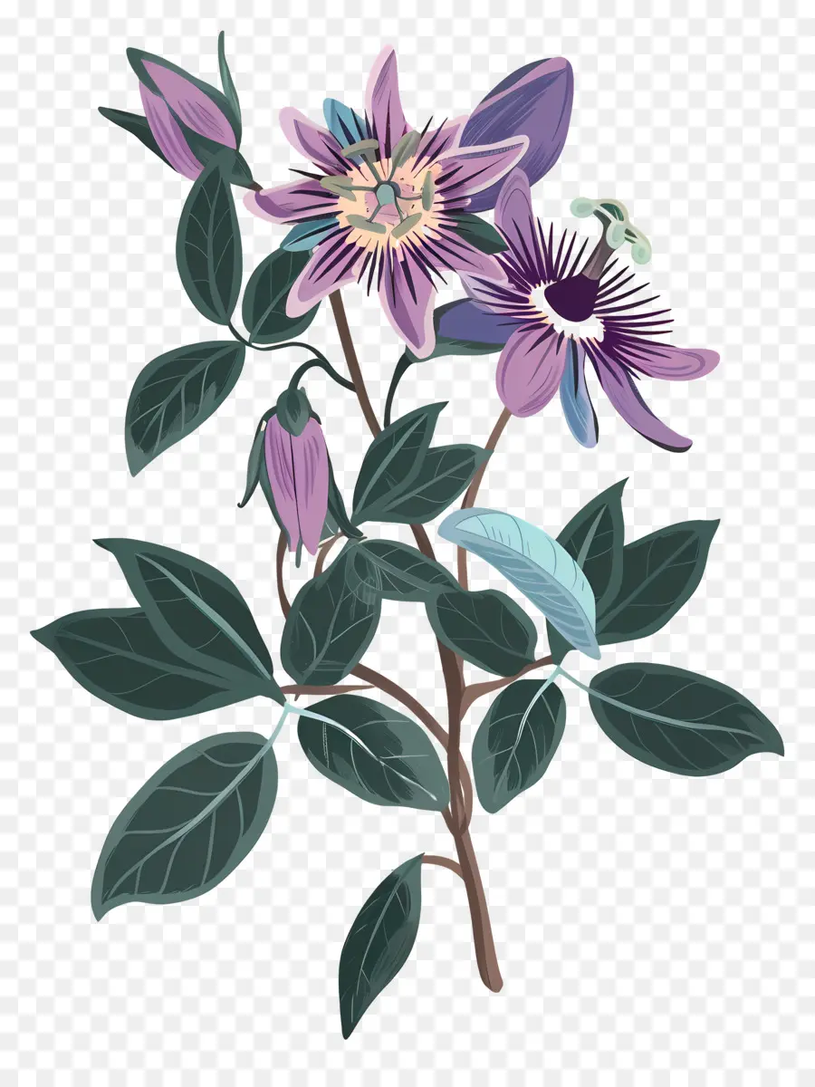 Fleur épanouie，Fleurs Violettes PNG