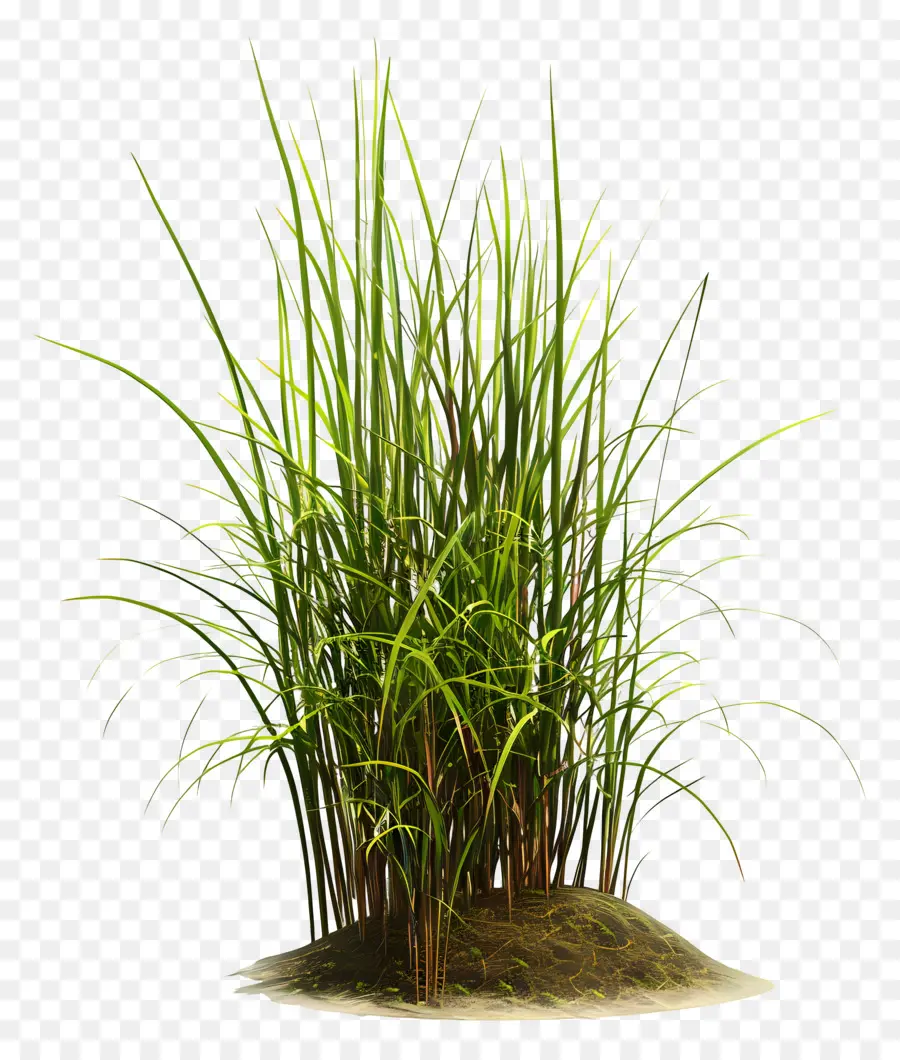 Plante D'herbe，Herbe Verte PNG