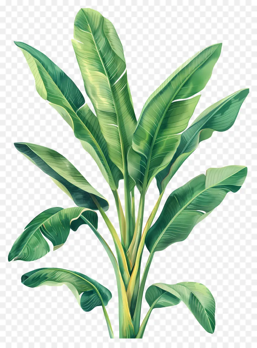 Bananier，Plante Verte PNG