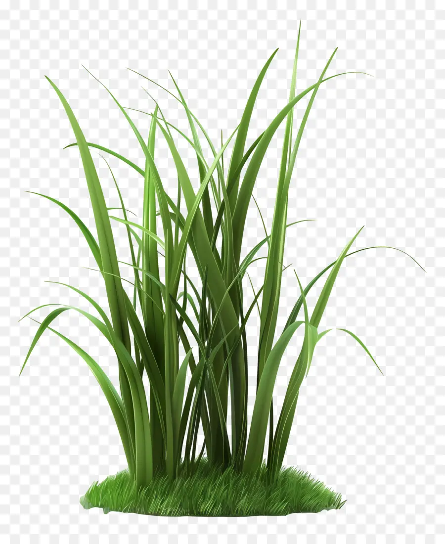 Plante D'herbe，Herbe Vert Vif PNG