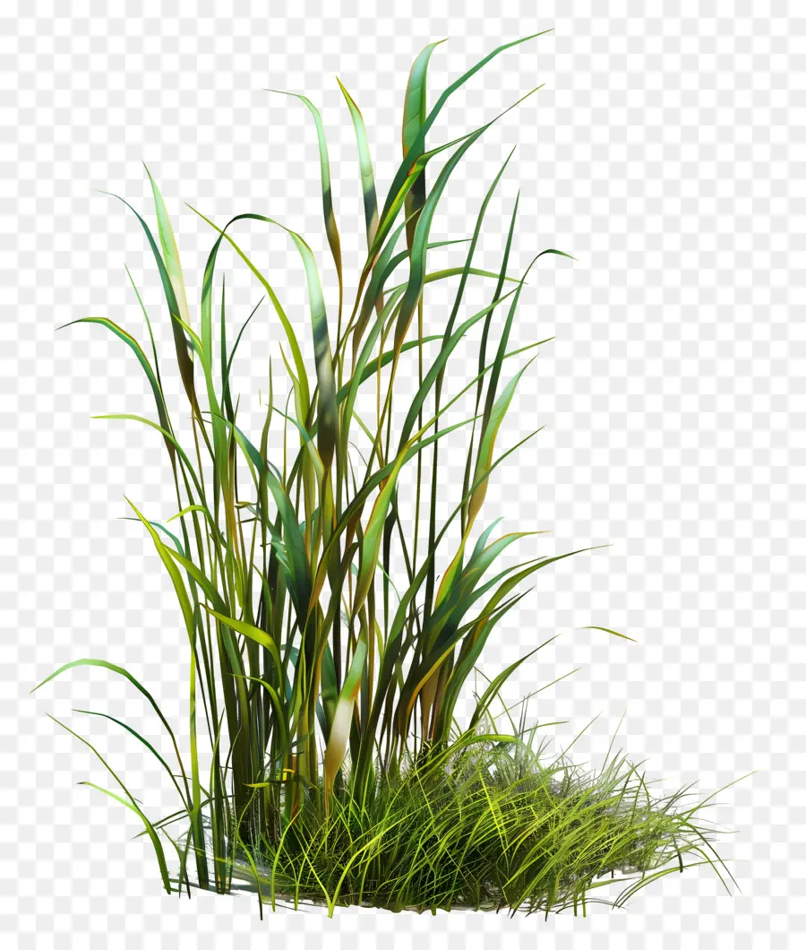 Plante D'herbe，Herbe Sèche PNG