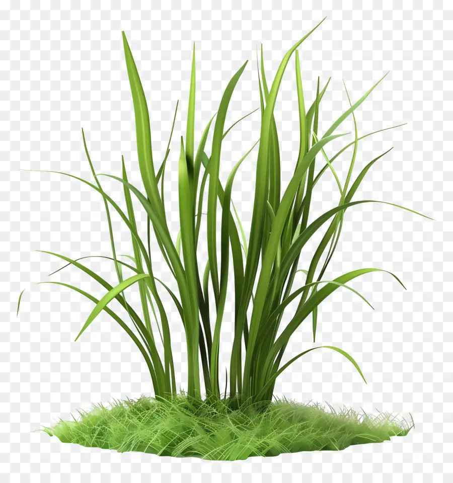 Plante D'herbe，Herbe Vert Vif PNG