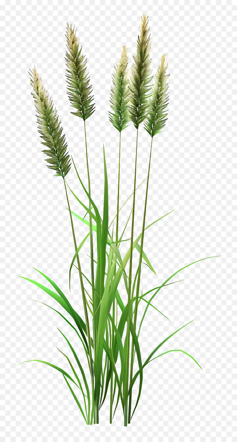 Plante D'herbe，Herbe Verte PNG