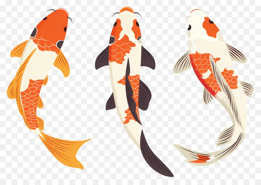 Poisson Koï，Trois Poissons Koi Détaillés PNG