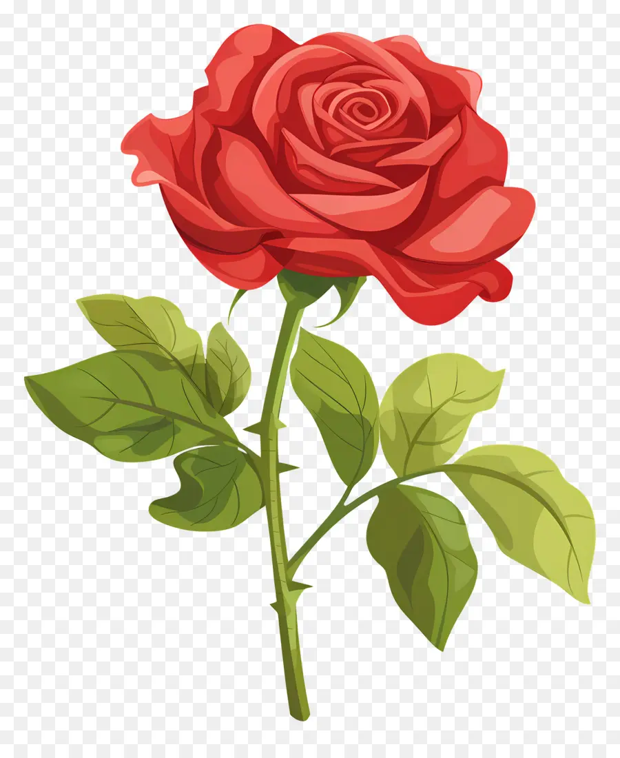 Rose Rouge，Romance PNG