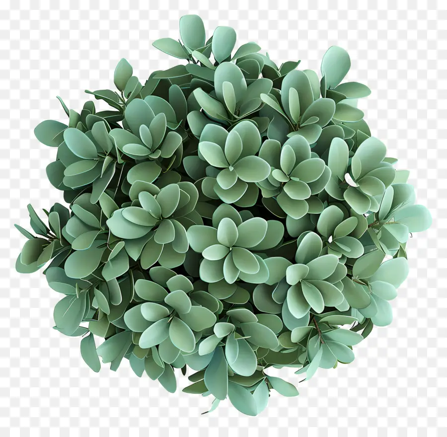 Vue De Dessus Des Arbustes，Plante Succulente PNG