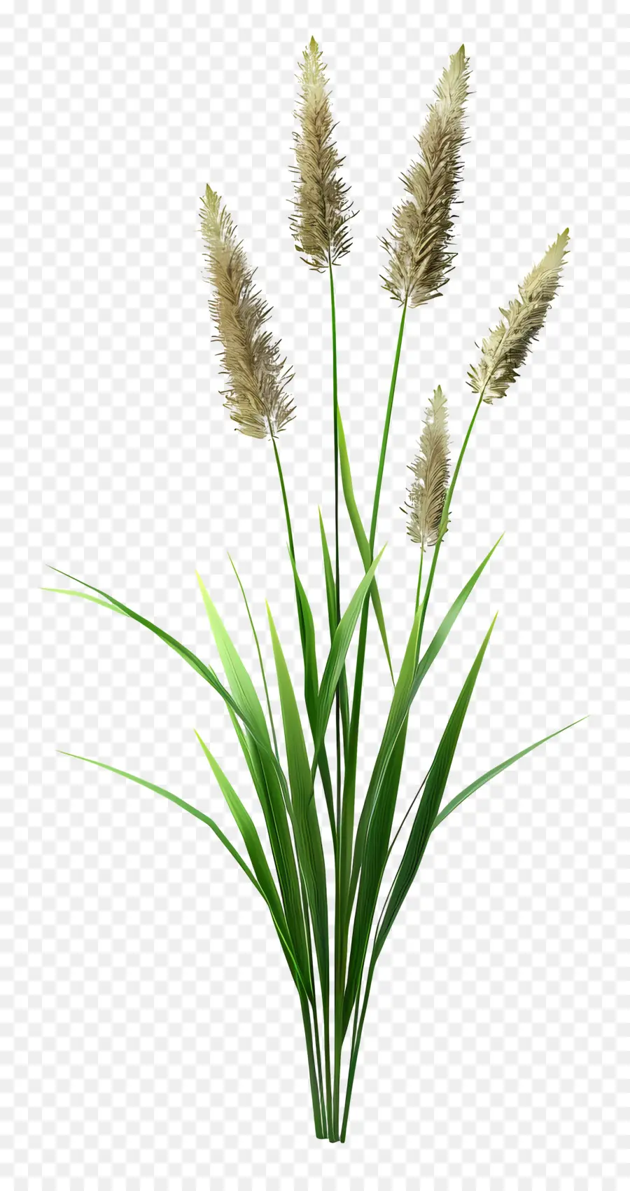 Plante D'herbe，Herbe Verte PNG