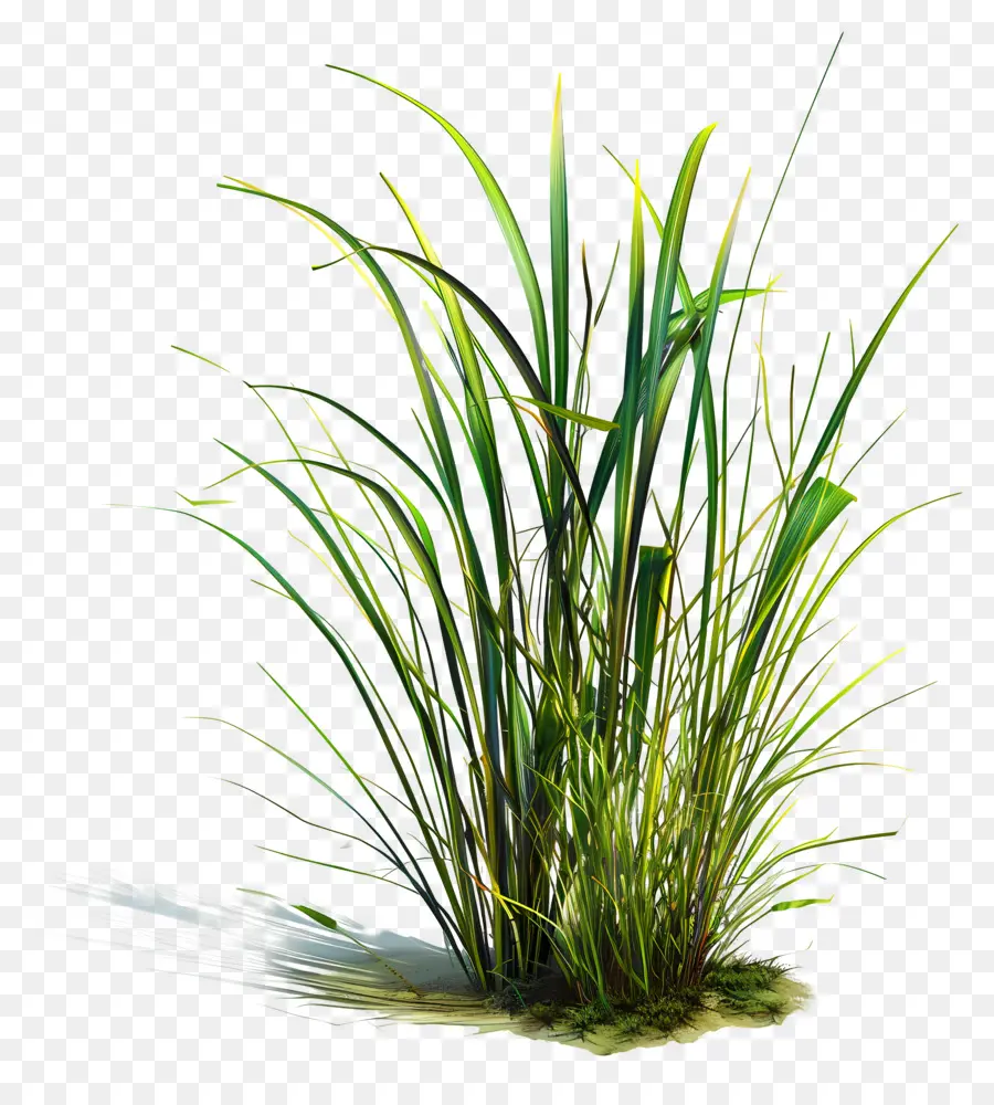 Plante D'herbe，Herbe Sèche PNG