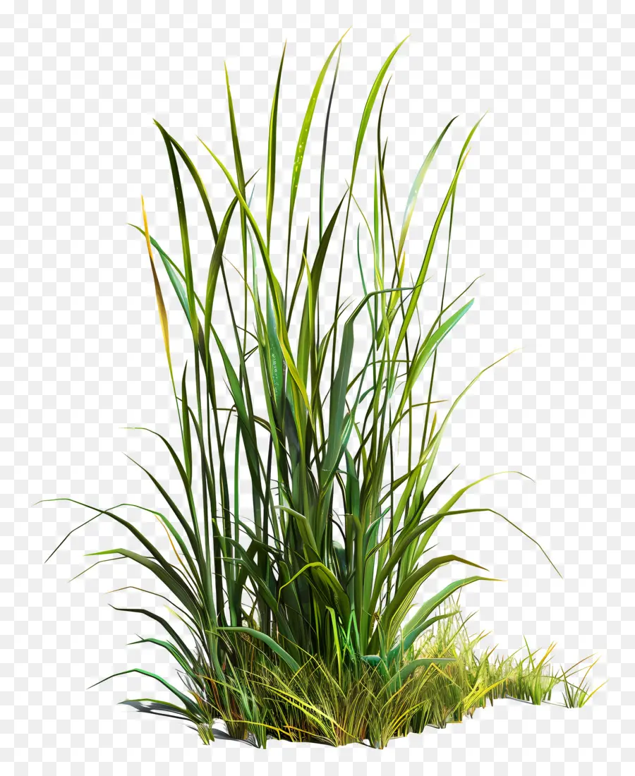 Plante D'herbe，Herbe Sèche PNG