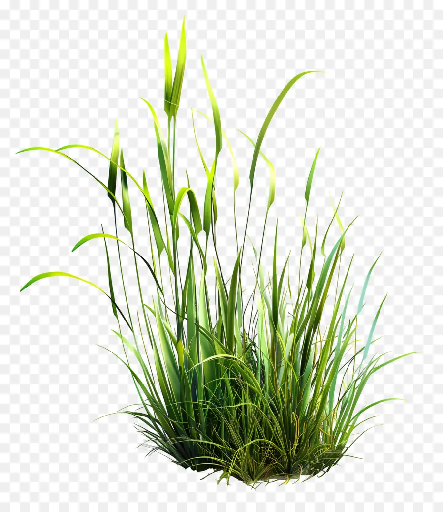 Plante D'herbe，Herbe Sèche PNG