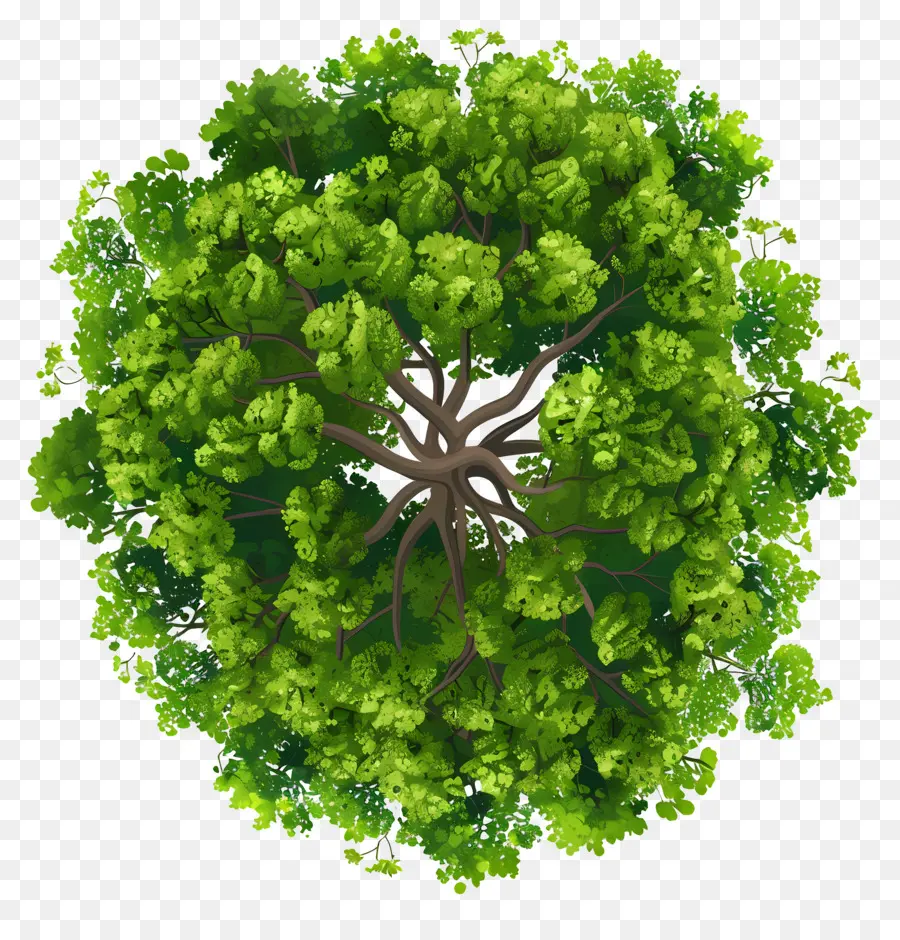 Plan D'arbre，Arbre De Vue De Dessus PNG