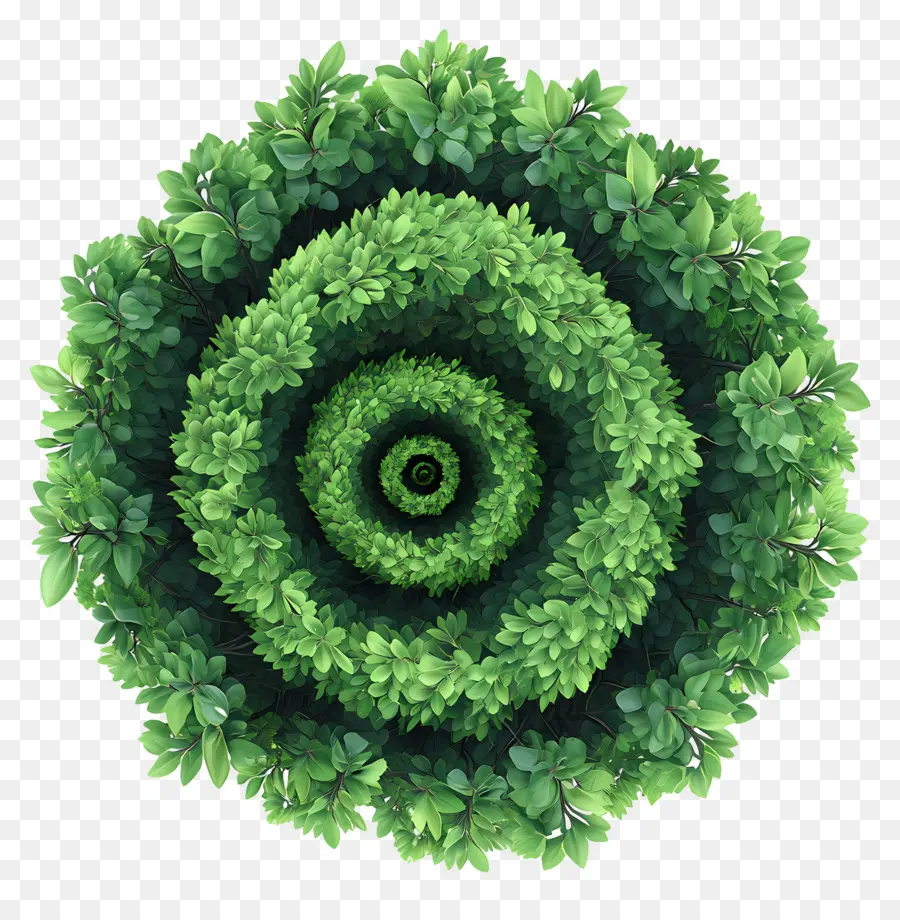 Plan D'arbre，Spirale Verte PNG