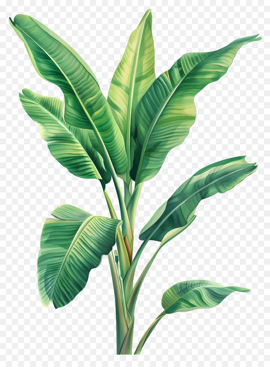 Bananier，Plante Verte PNG