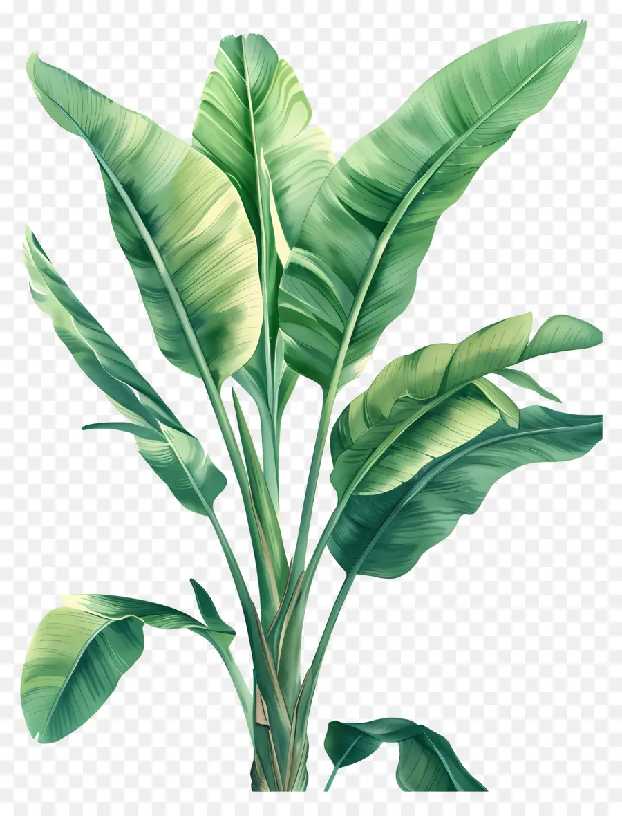 Bananier，Plante Verte PNG