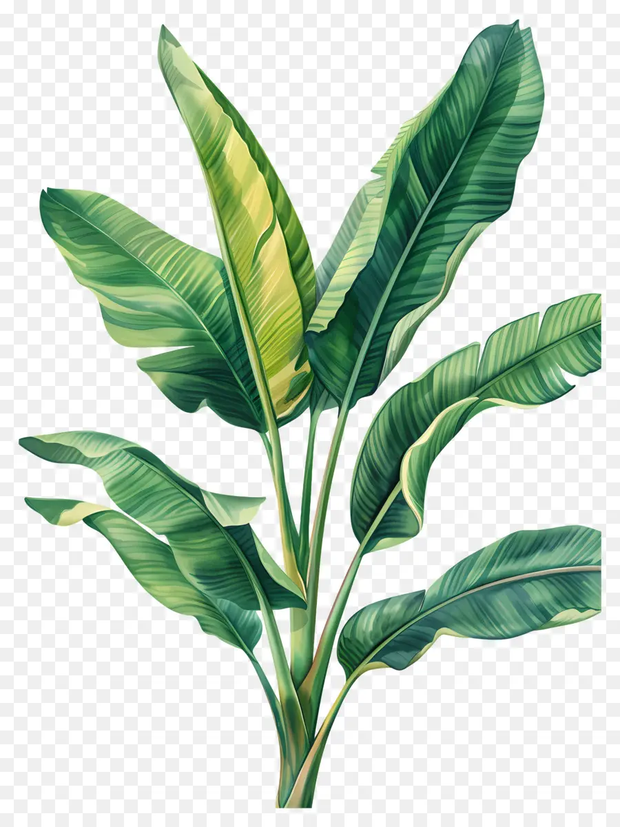 Bananier，Plante Verte PNG