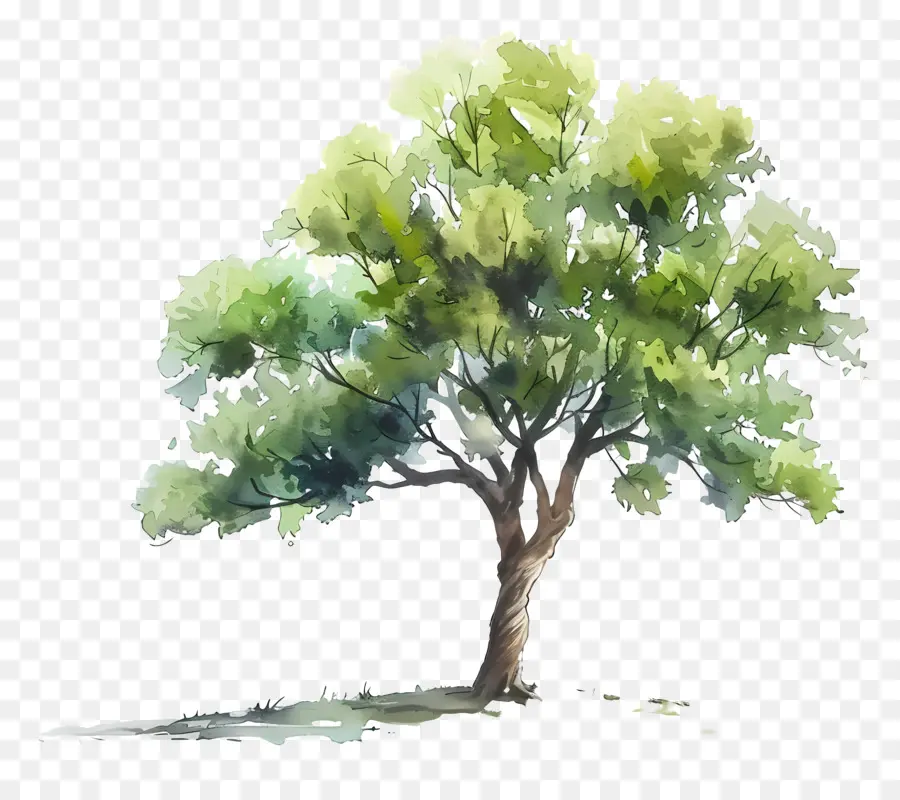 Arbre Aquarelle，Arbre Vert PNG