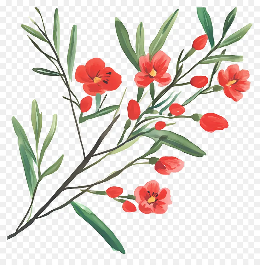 œillets，Fleurs Rouges PNG