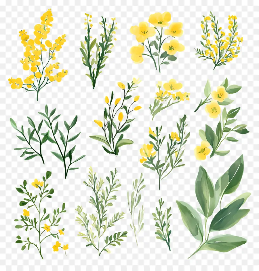 Herbes Et épices，Herbes Et Fleurs PNG