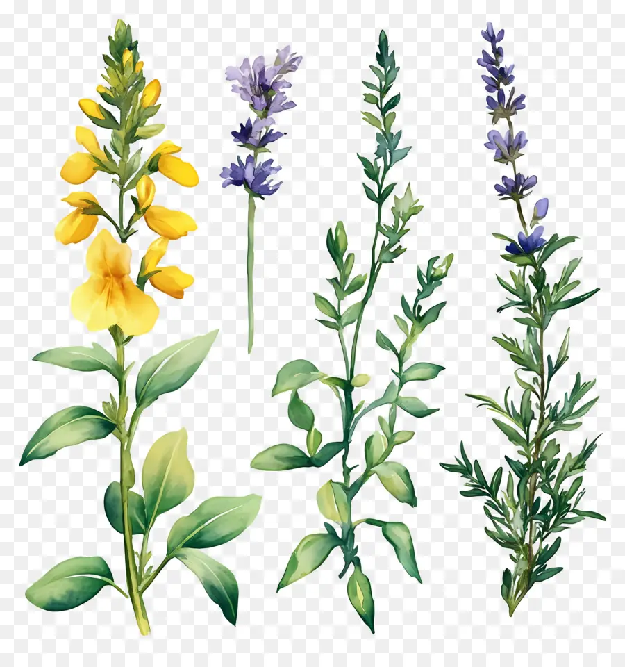 Herbes Et épices，Herbes Et Fleurs PNG