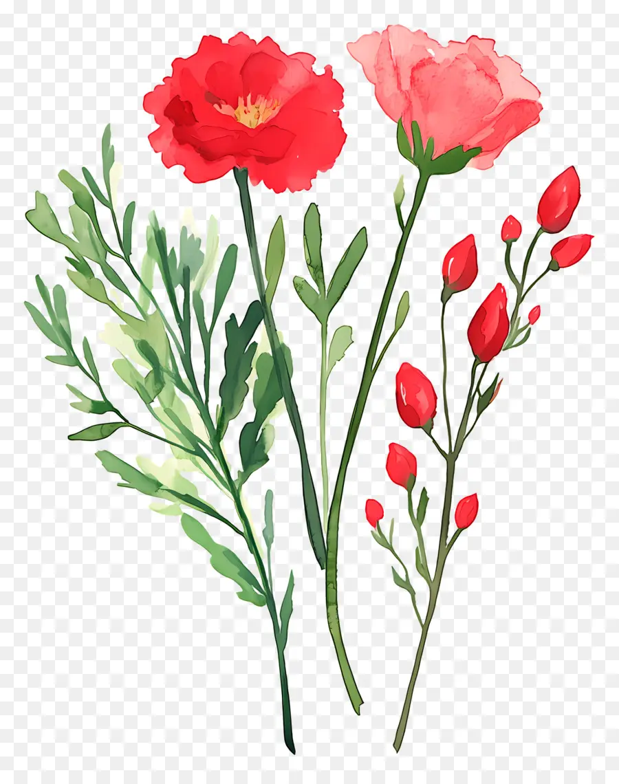 œillets，Fleurs Aquarelles PNG