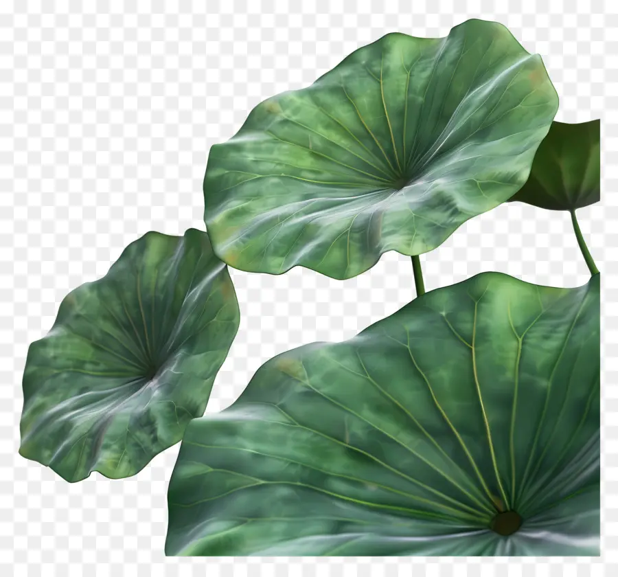 Feuille De Lotus，Feuilles De Lotus PNG