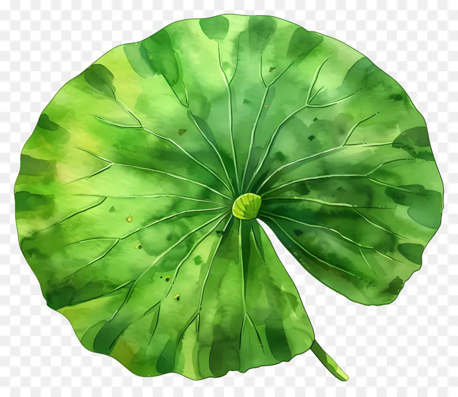 Feuille De Lotus，Feuille De Lotus Vert PNG