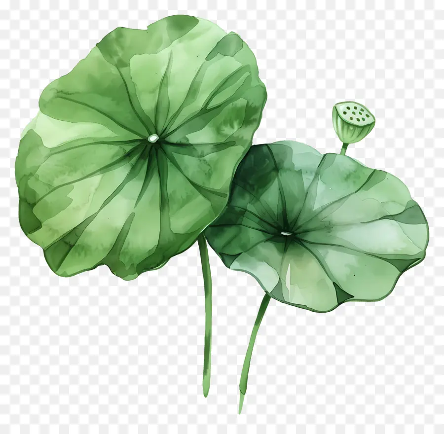 Feuille De Lotus，Feuilles De Lotus PNG