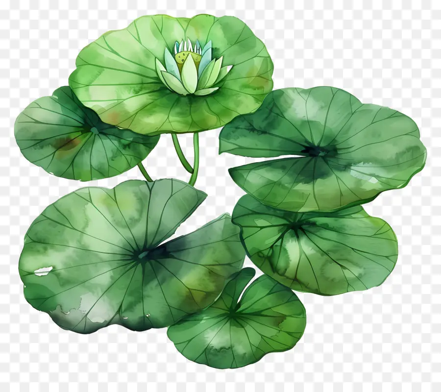 Feuille De Lotus，Feuilles De Lotus PNG