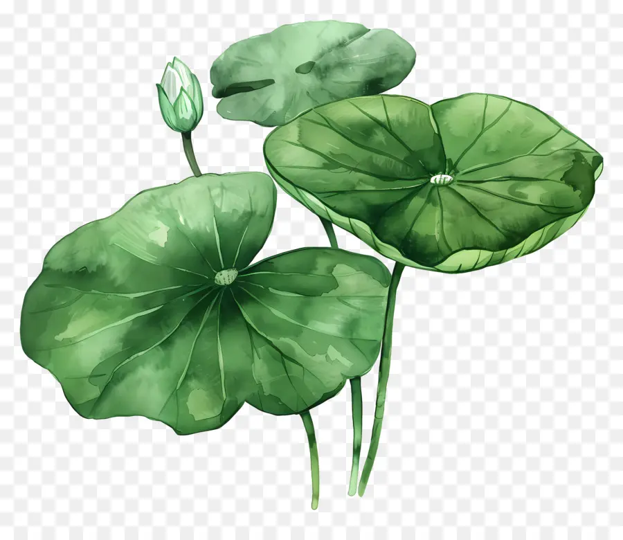 Feuille De Lotus，Feuilles De Lotus PNG