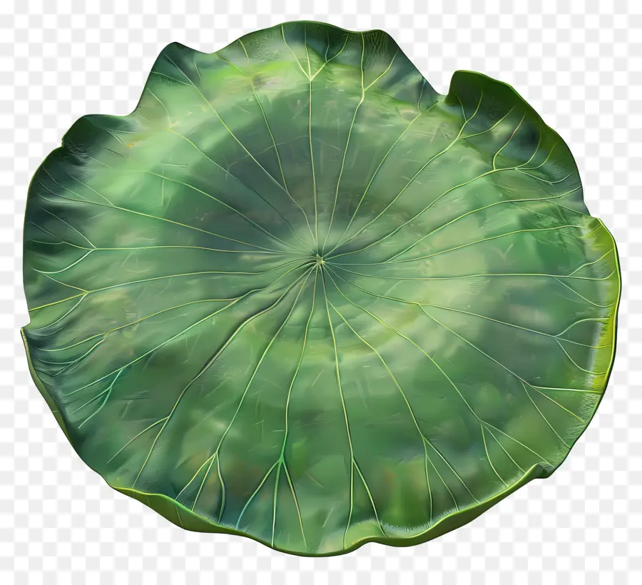 Feuille De Lotus，Feuille De Lotus Vert PNG