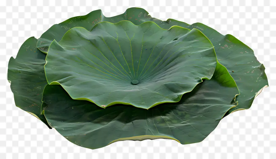 Feuille De Lotus，Feuilles De Lotus Vert PNG