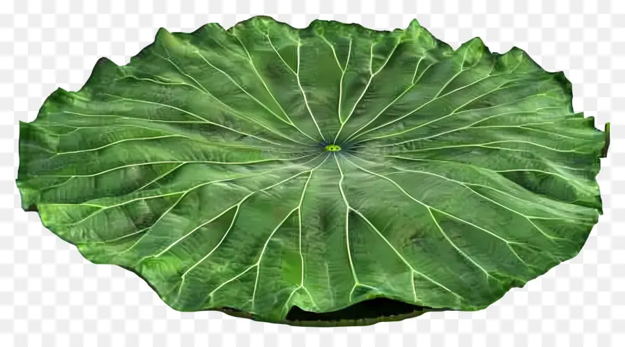 Feuille De Lotus，Feuilles De Lotus Vert PNG