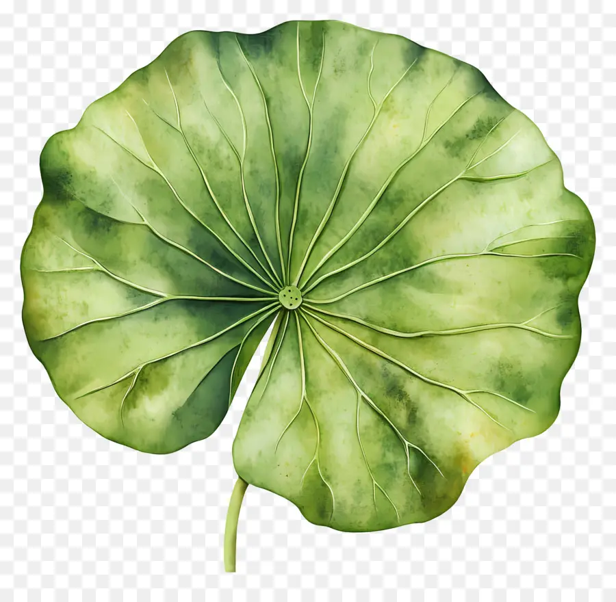 Feuille De Lotus，Feuille De Lotus Vert PNG