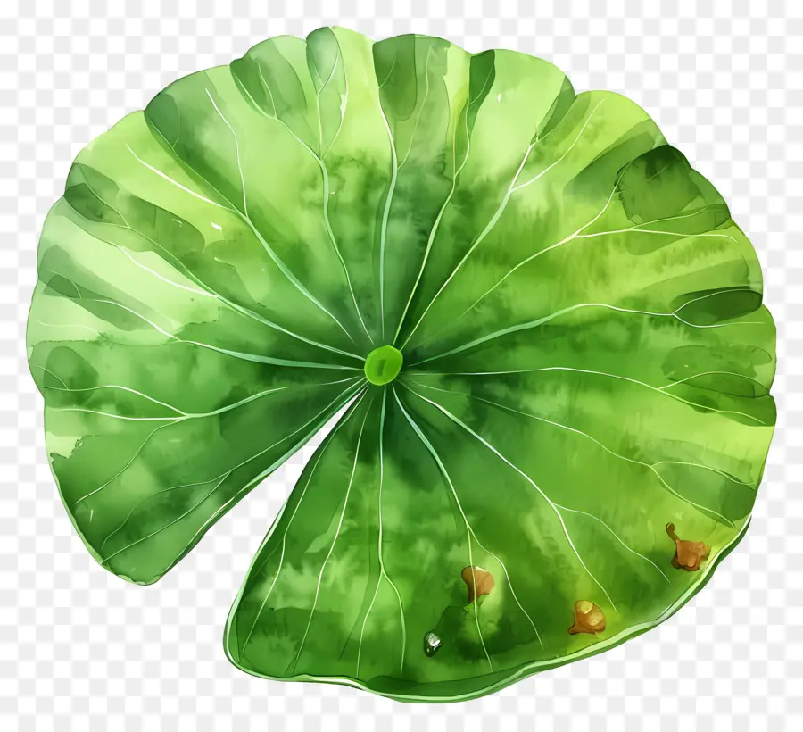 Feuille De Lotus，Feuille De Lotus Vert PNG