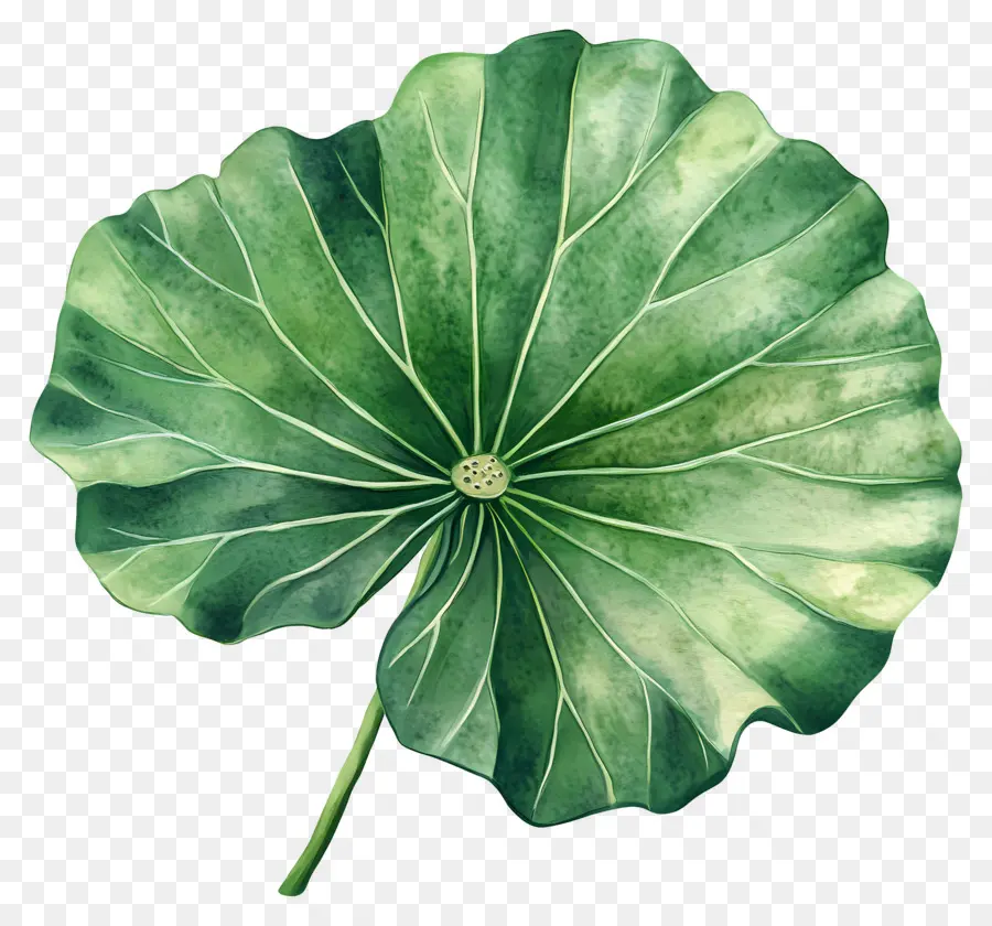 Feuille De Lotus，Feuille De Lotus Vert PNG