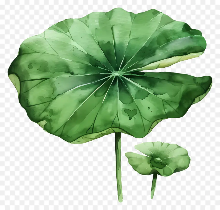 Feuille De Lotus，Feuilles De Lotus PNG