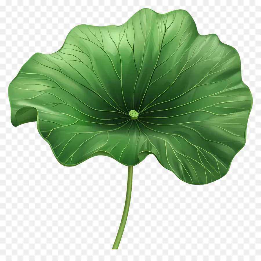 Feuille De Lotus，Feuille Verte PNG