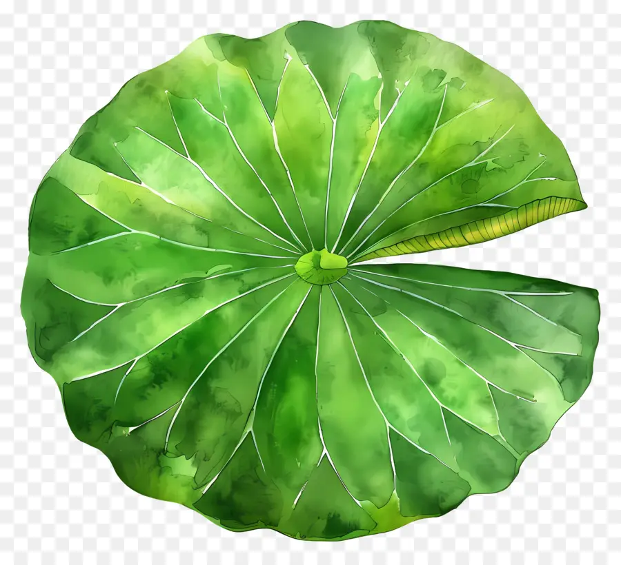 Feuille De Lotus，Feuille De Lotus Vert PNG