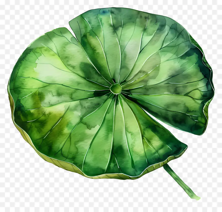 Feuille De Lotus，Feuille De Lotus Vert PNG