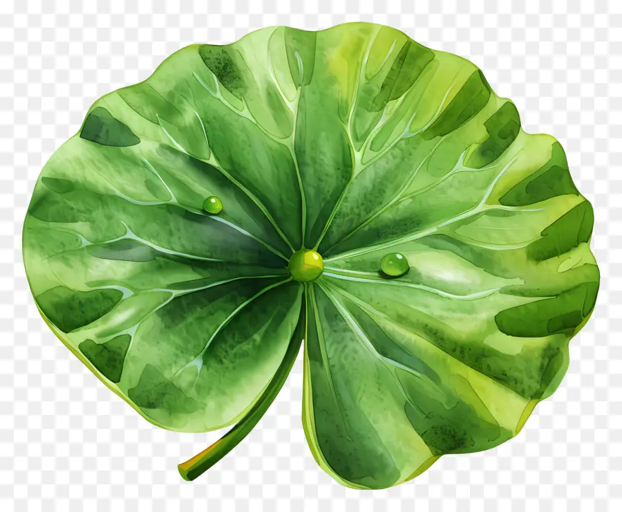 Feuille De Lotus，Feuilles De Lotus PNG