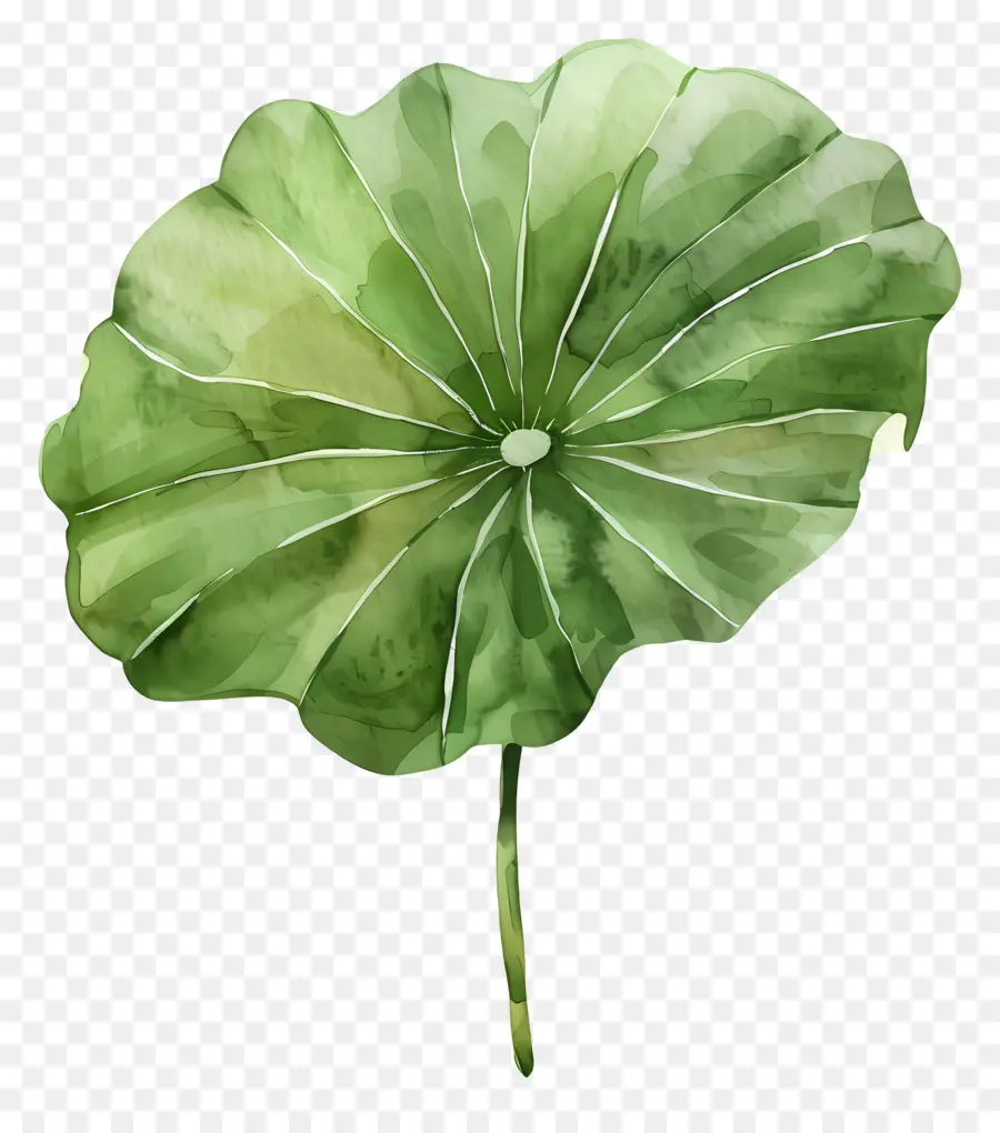 Feuille De Lotus，Feuille De Lotus Vert PNG