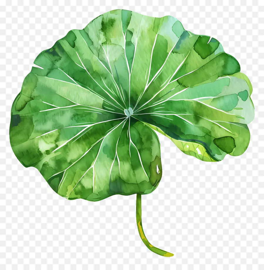 Feuille De Lotus，Feuille De Lotus Vert PNG