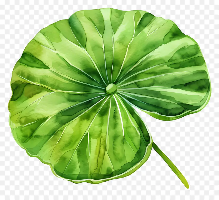 Feuille De Lotus，Feuille De Lotus Vert PNG