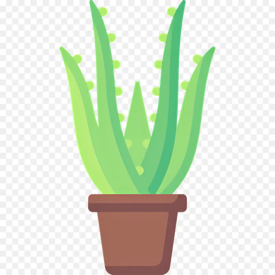 Aloe Vera，Aloe Vera En Pot PNG