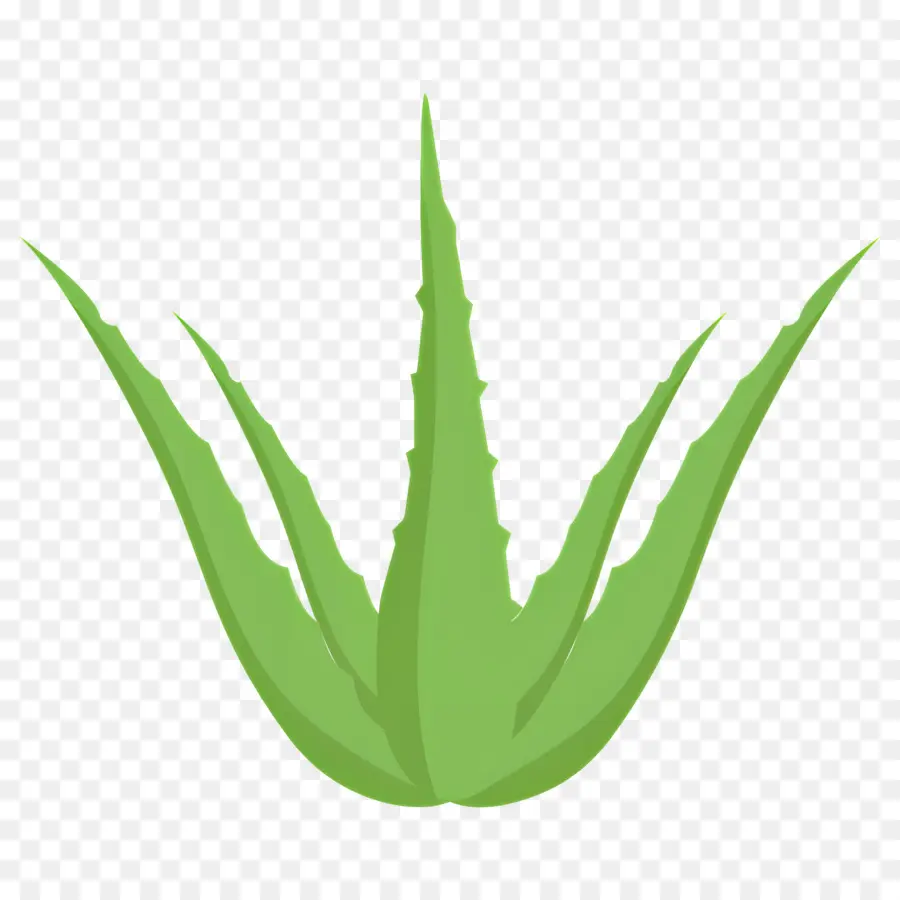 Aloe Vera，Plante Verte PNG