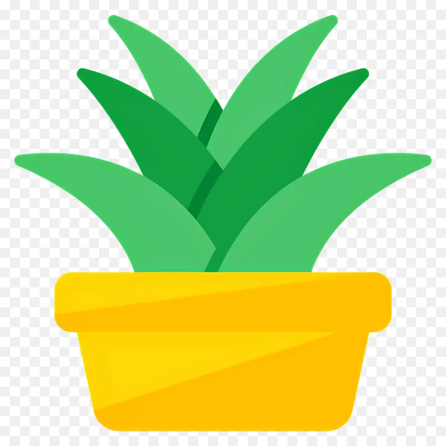 Aloe Vera，Plante Verte PNG