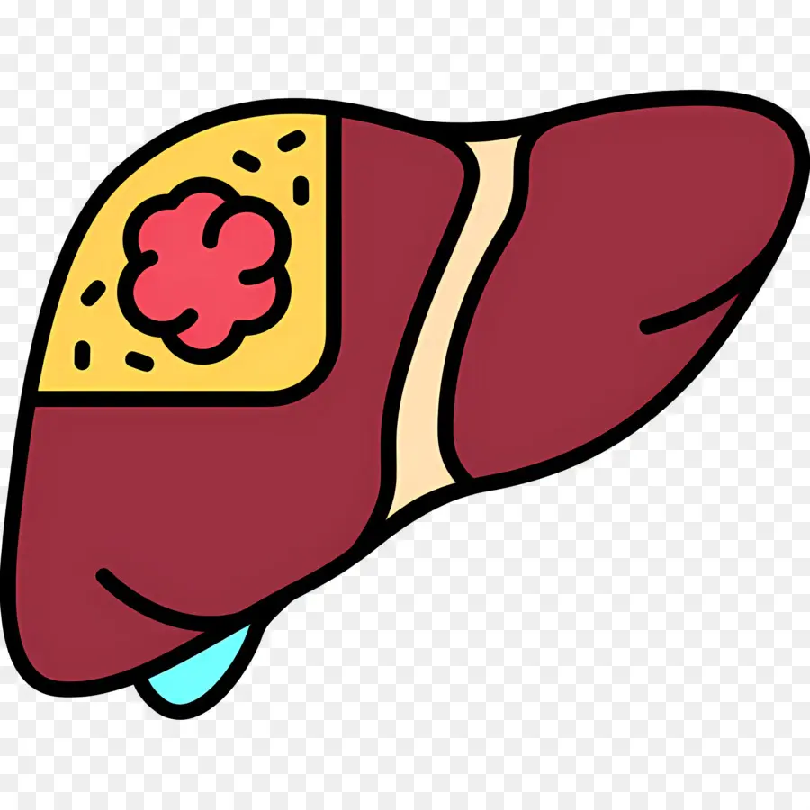 Foie，Diagramme Du Foie PNG