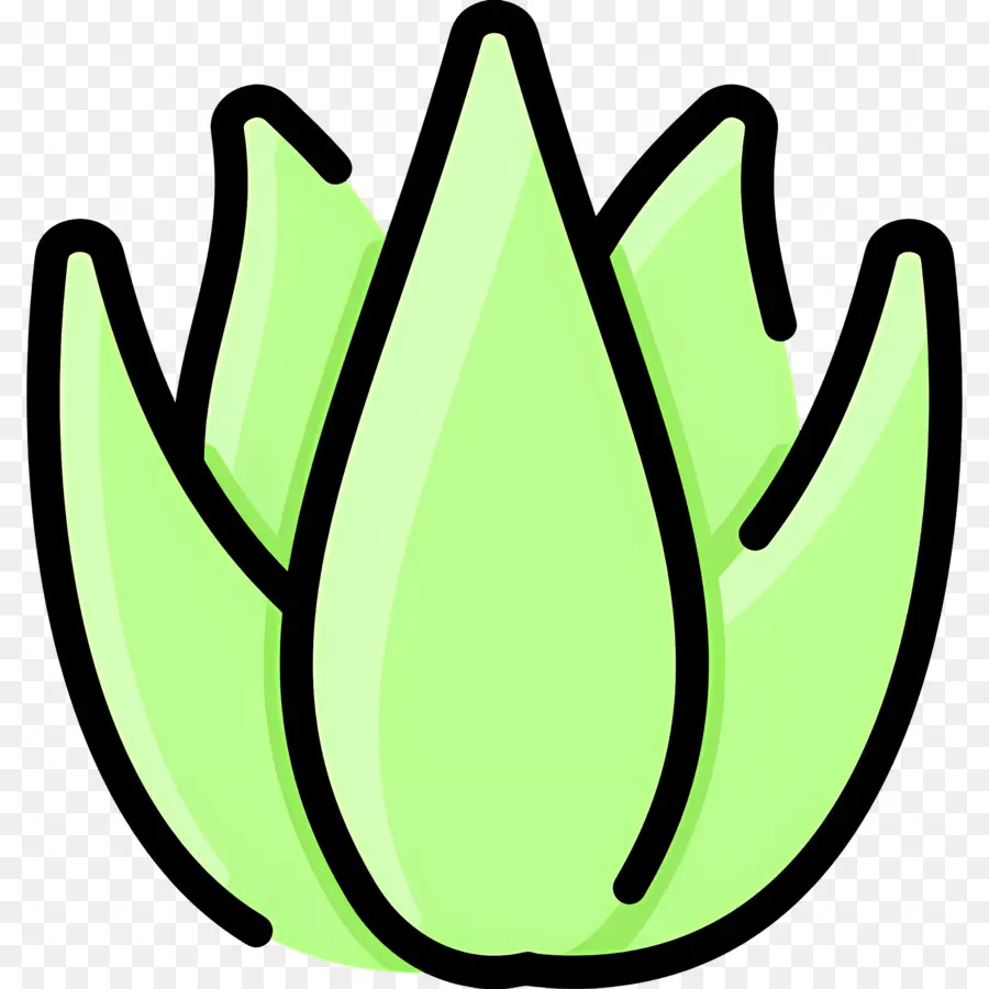 Aloe Vera，Aloé Véra PNG